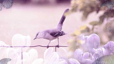 Mocking Bird 