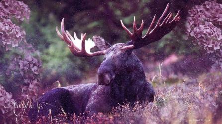 Moose
