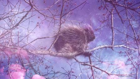 Porcupine