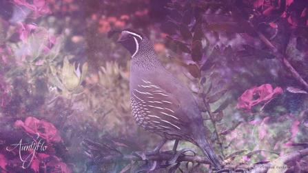 Quail Animal Totem