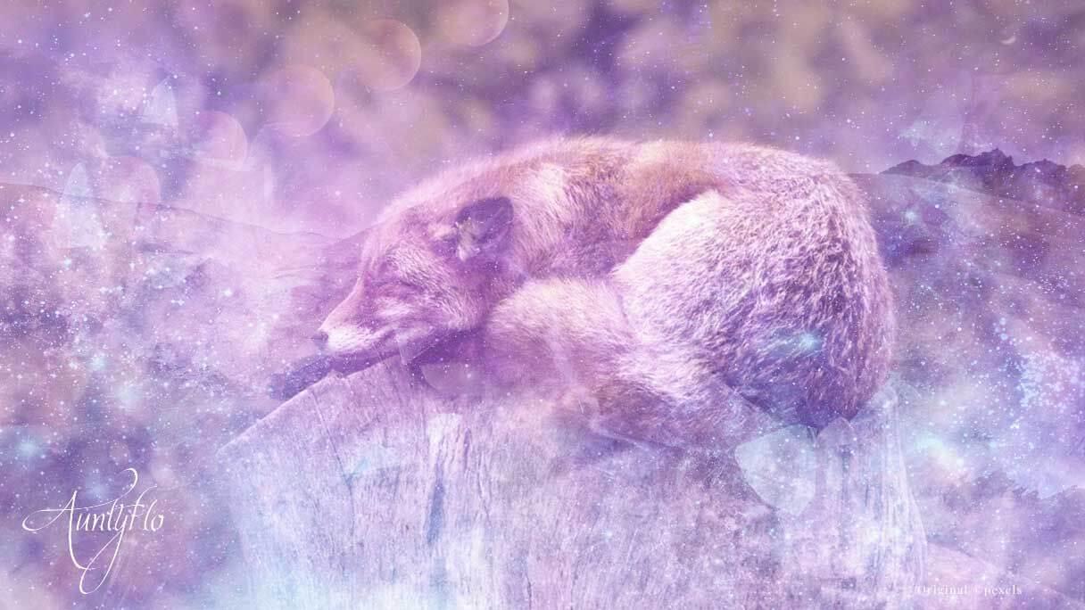 Fox Dream Meaning, A time of reflection!