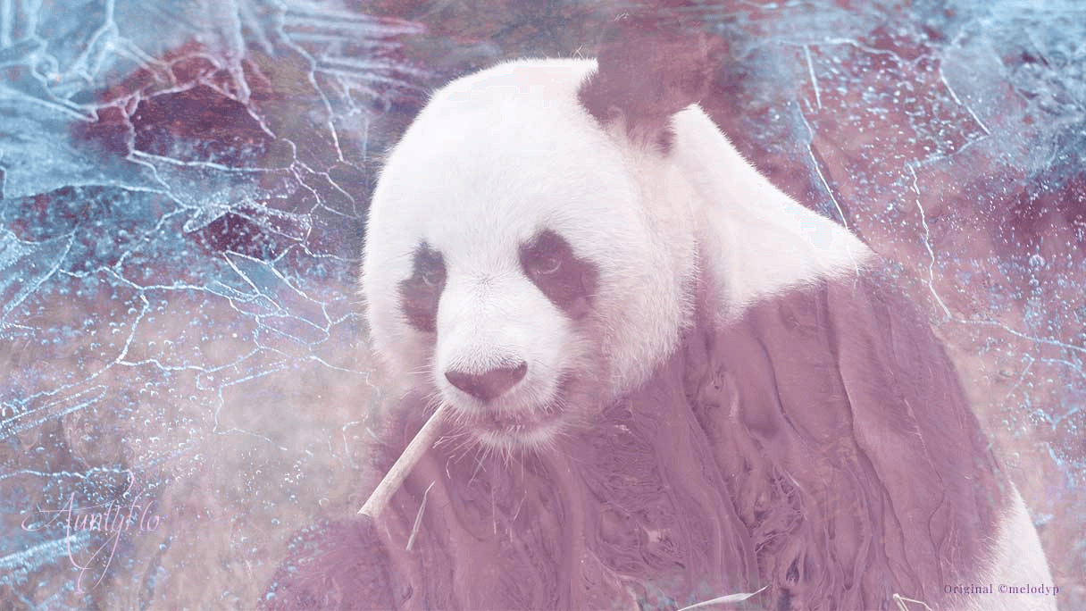 Panda Bear Dream Meaning 