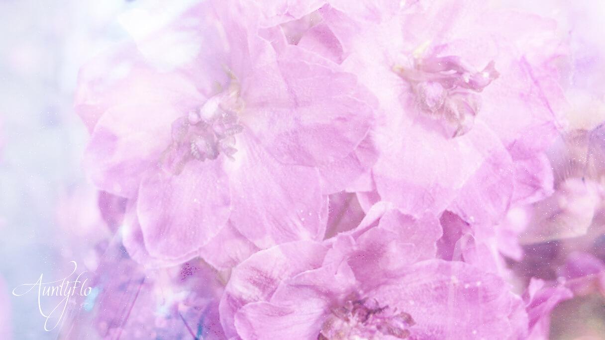 Pink Larkspur Flower Meaning Dictionary