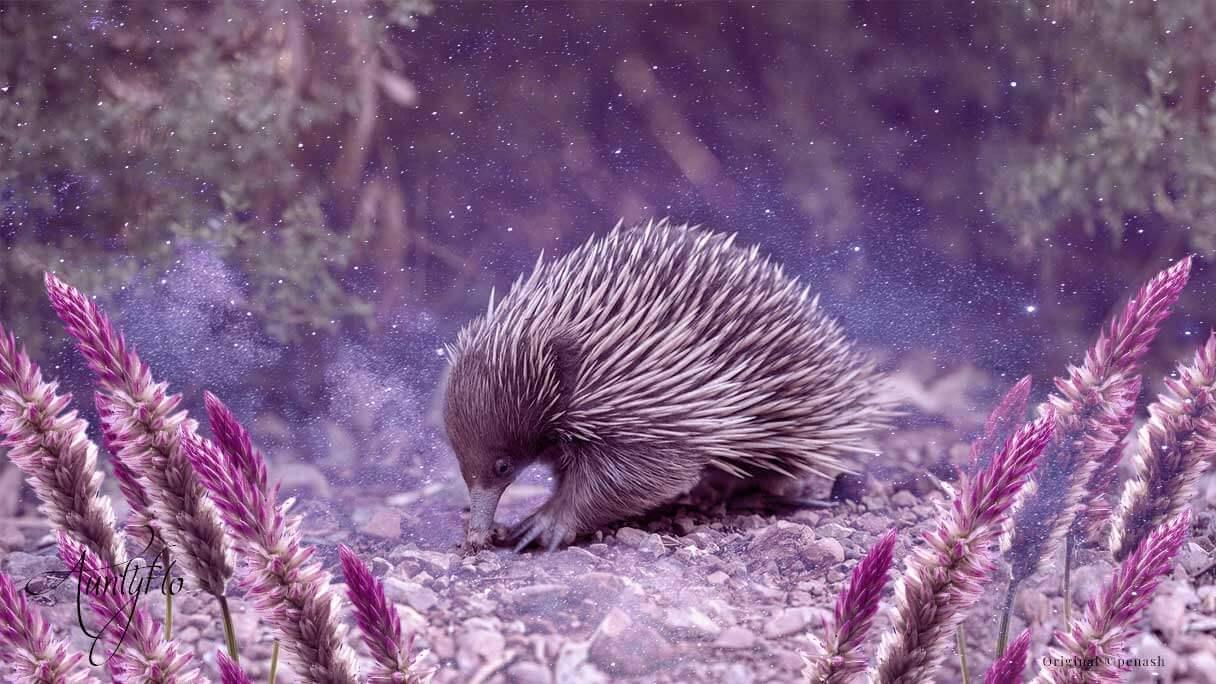  Echidna  Awaken your magick powers Auntyflo com