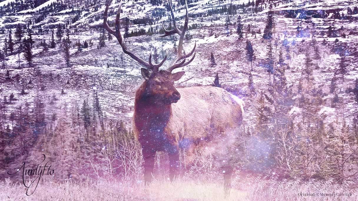 Elk Spiritual Meaning And Interpretation 