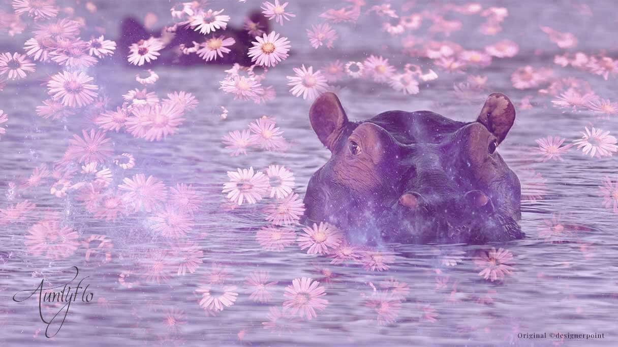 Hippopotamus Animal Totem Spiritual Meaning And Interpretation |  