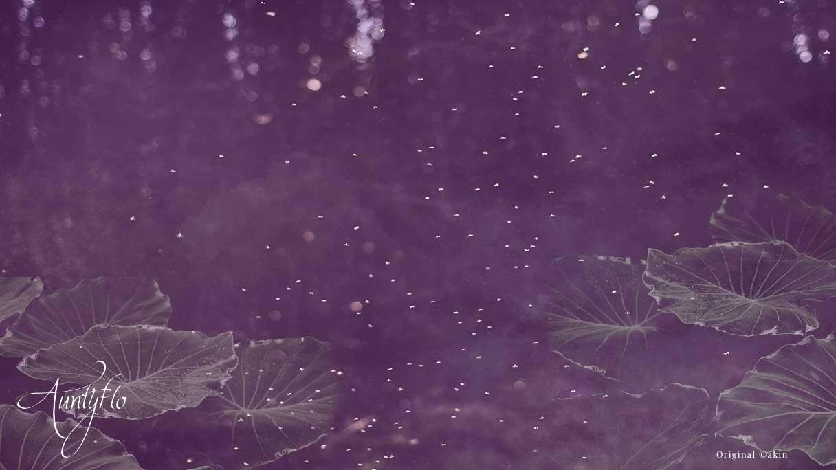 Mayfly / shadfly Spiritual Meaning And Interpretation