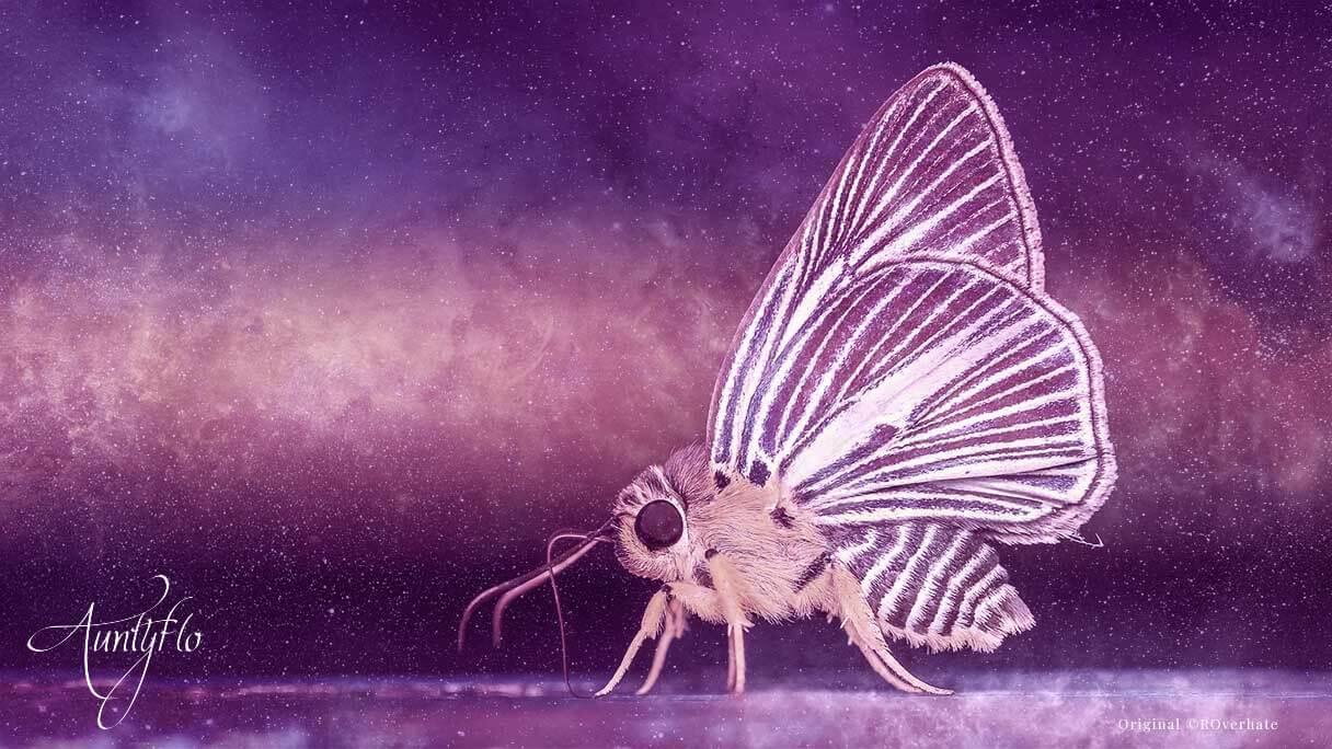 the death of the moth analysis