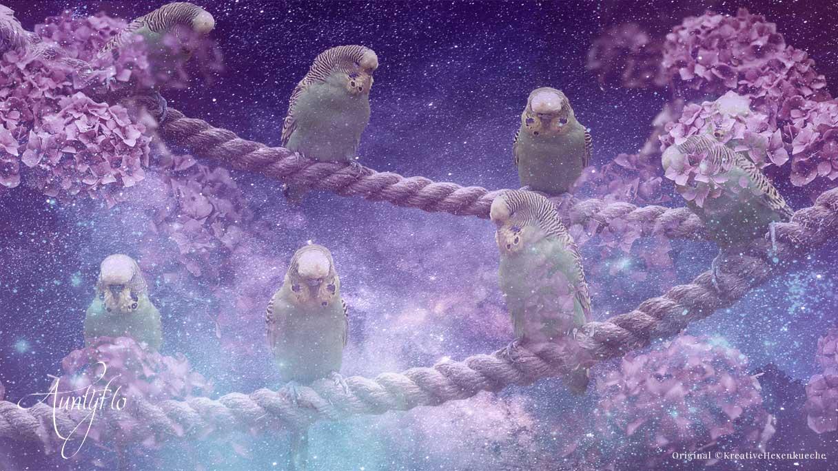 Parakeet Spiritual Meaning And Interpretation 