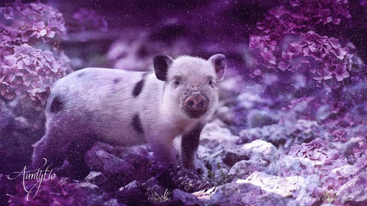 Pig Symbolism - Symbolic Meaning 