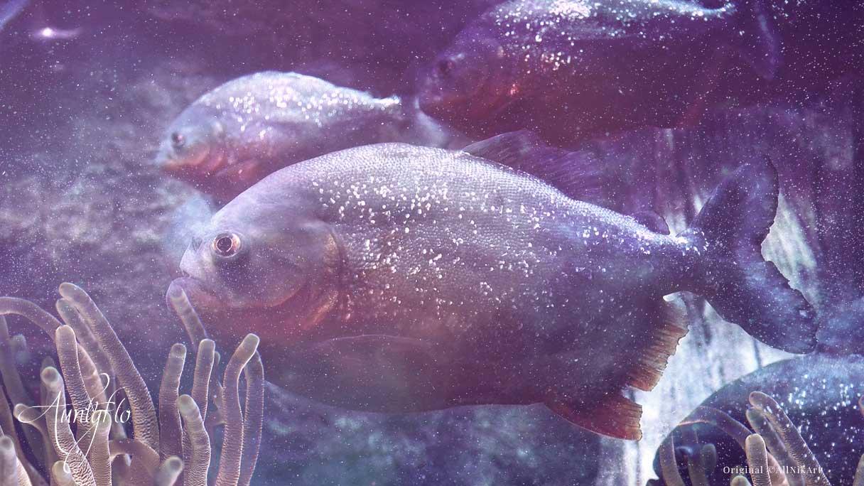 Piranha Spiritual Meaning And Interpretation | Auntyflo.com