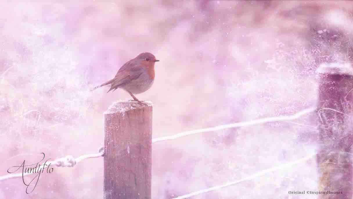 Robin Symbol And Spiritual Meaning 