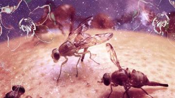 Dream of Fly