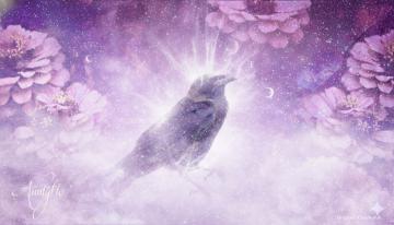 Dead Crow Spiritual Meaning
