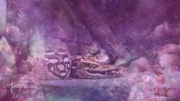 Aconda snake