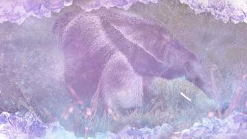 Dreaming and meanings Anteater