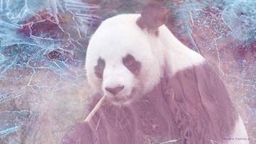 A panda eating bamboo