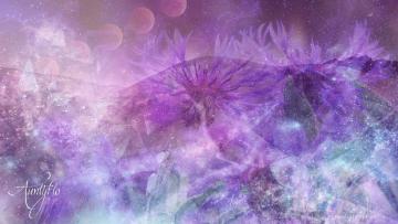 Asters