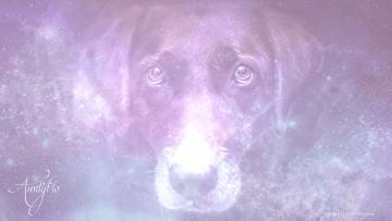 What does it mean to dream of your dead dog?