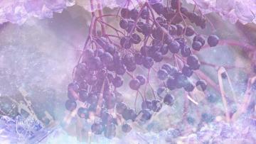 Elderberries