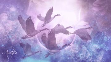 Flock of birds