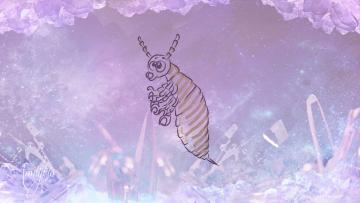 dreaming of lice