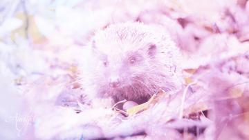 Hedgehog Dream Meaning