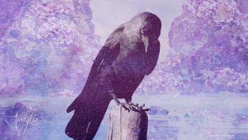 Jackdaw