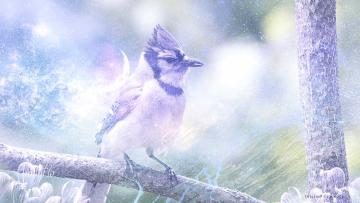 Jaybird