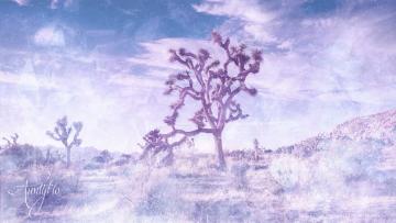 Joshua Tree