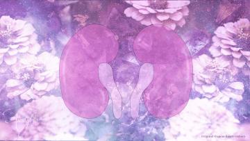 Kidneys