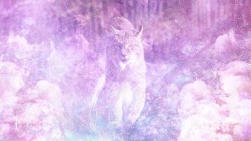 Lynx