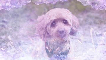 Miniature Poodle