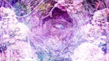 Nest