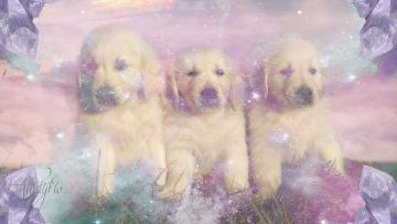 Newborn Puppies