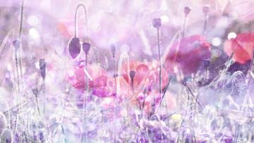 Opium