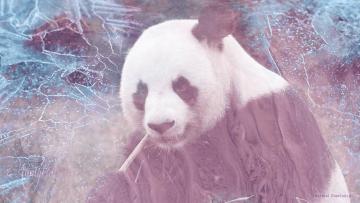 panda attack gif