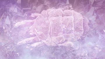Parasite Extraction