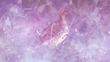 Partridge