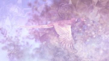Pheasant