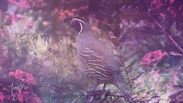 Quail