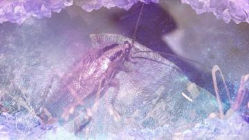 Roach / Cockroach