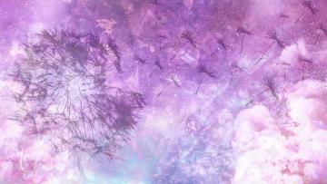 Seed