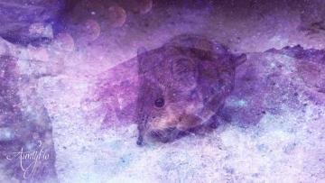 Shrew