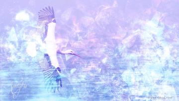 Stork