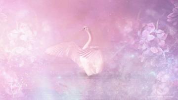 Swan