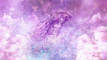 Toad