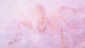 Unknown Creature