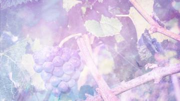 Vine