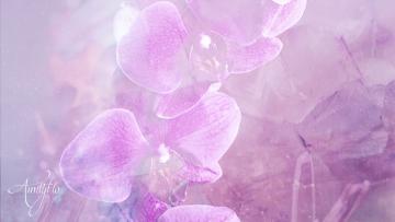 Violets